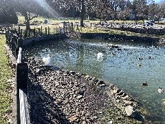 Our Daily Walk; Duck Pond; Clifton Springs, NY